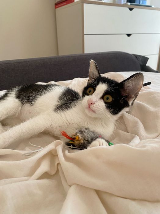 Котенце, момиче, 3 месеца