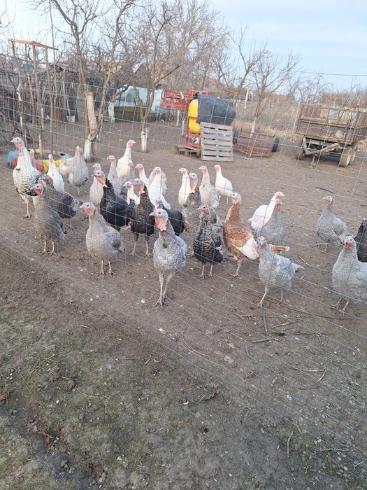 Curci și curcani de casă