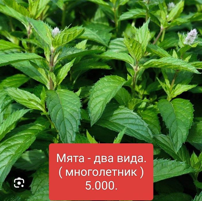 Саженцы садовых цветов и лекарственных трав.