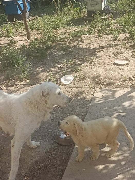 Продается щенок аллабая САО , девочка ,1,5 месяца