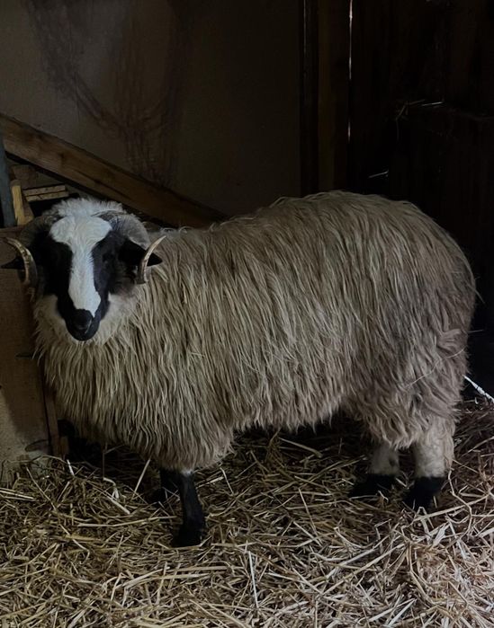 Vand berbec sau schimb cu oi!!