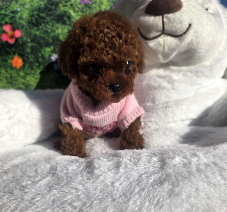 !Пудел тийкъп Момиче с документ за произход