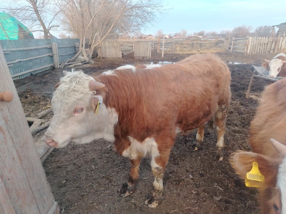 Продам быка 1 год и 3 месяца.