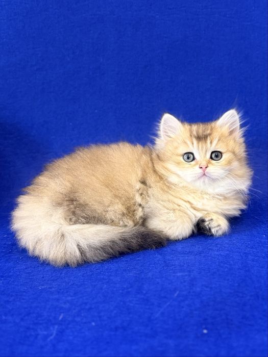 Британские Золотые Шиншилки