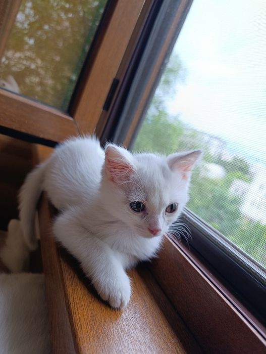 Ищу дом для котенка в Алмате
