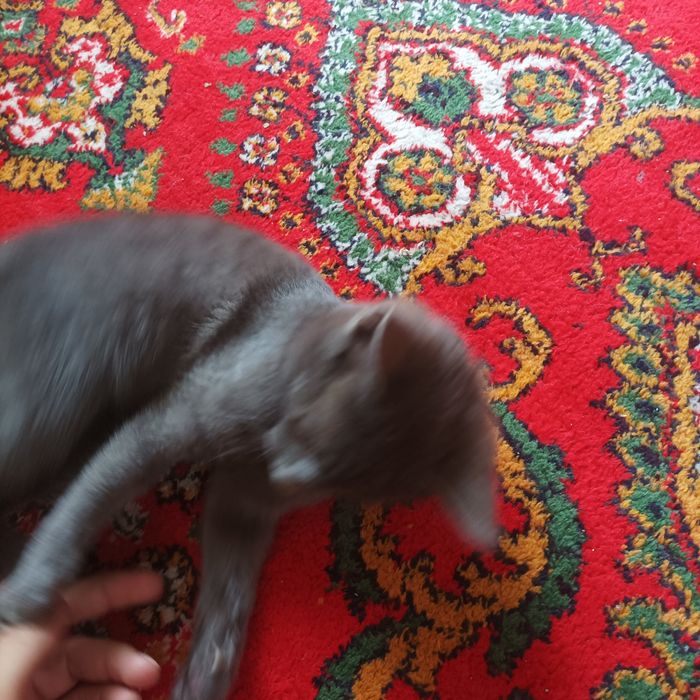 Scottish stayt fold 2.5 oylik