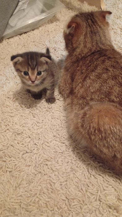 Продам вислоухих котят
