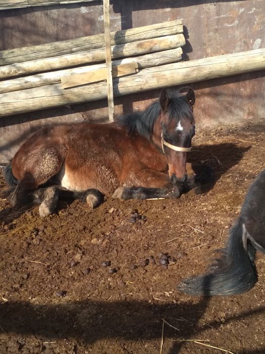 Аигыр сатылады 6 жасар боиы 162