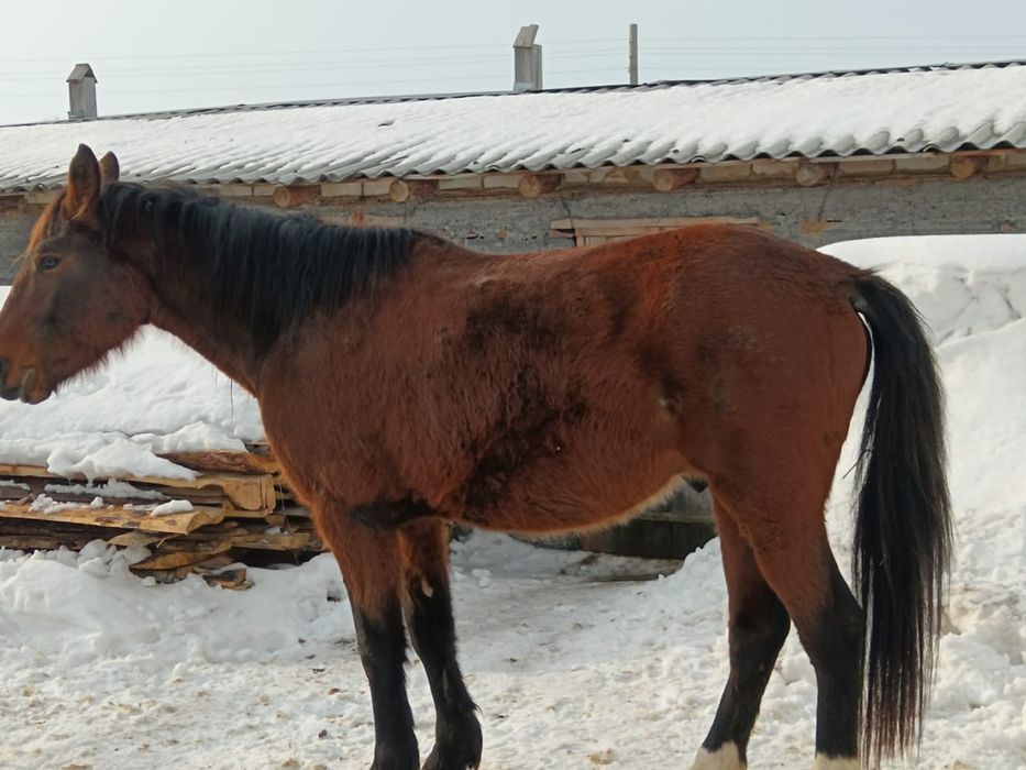 Продам коня 5 лет