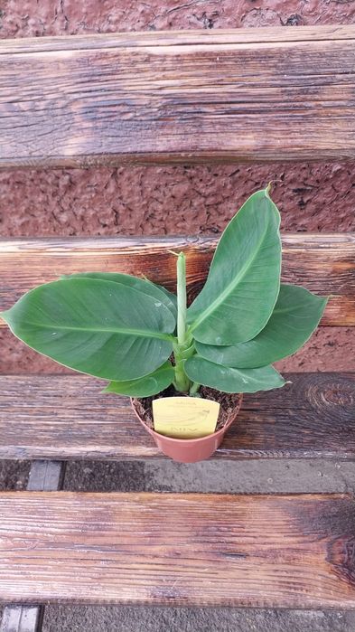 Бананы   экзотика дома