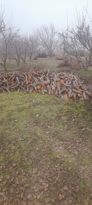 Утин сотилади кесиб куйилган таёр