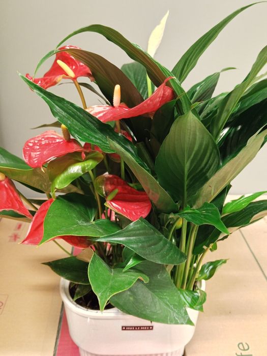 Комнатные растения