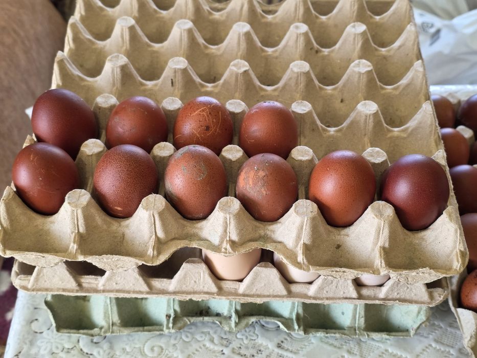 Ouă incubat rasă Marans
