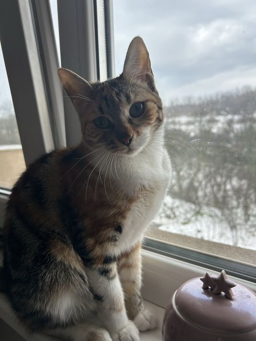 Подарявам коте.