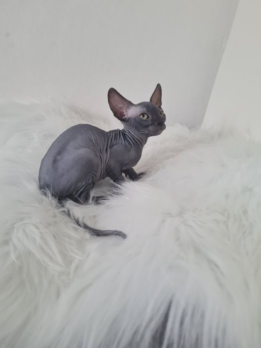 Pisică  Sphinx mascul blue