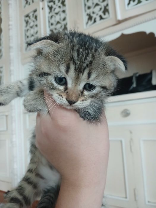 Котят 2 месяц бесплатно