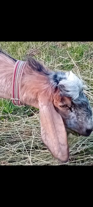 AnglonubianȚap și două capre