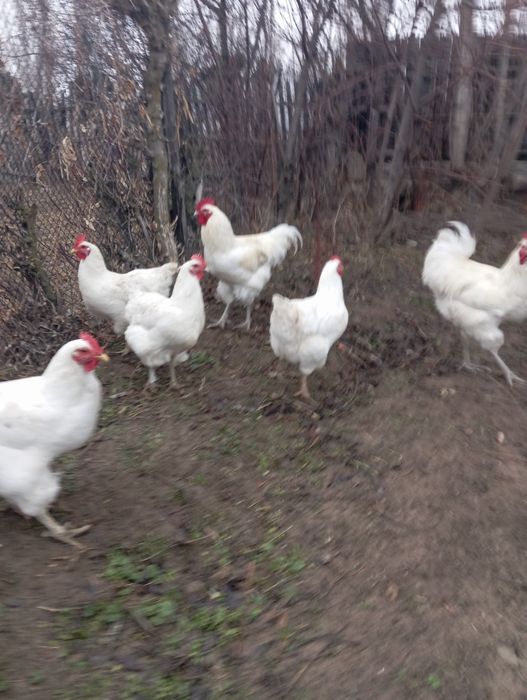 Яйцо Джерсийский гигант