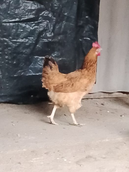 Кученские тауык сатылады