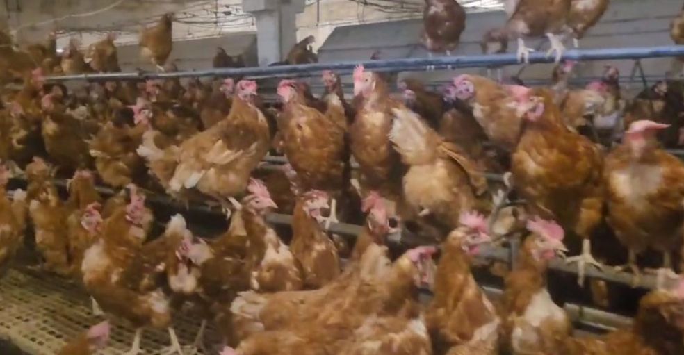 Puicute ouatoare / gaini