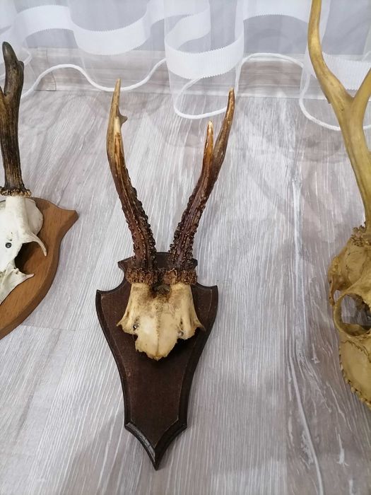 Еленови трофейчета