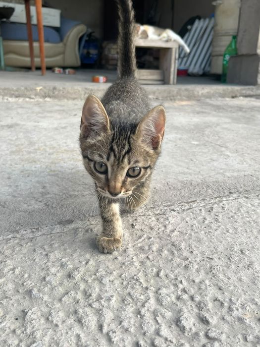 Котята крысоловы