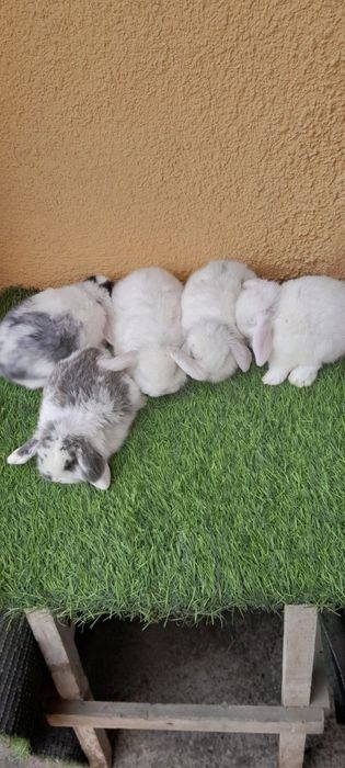 Karlik baran quyonchala donasi 150 000