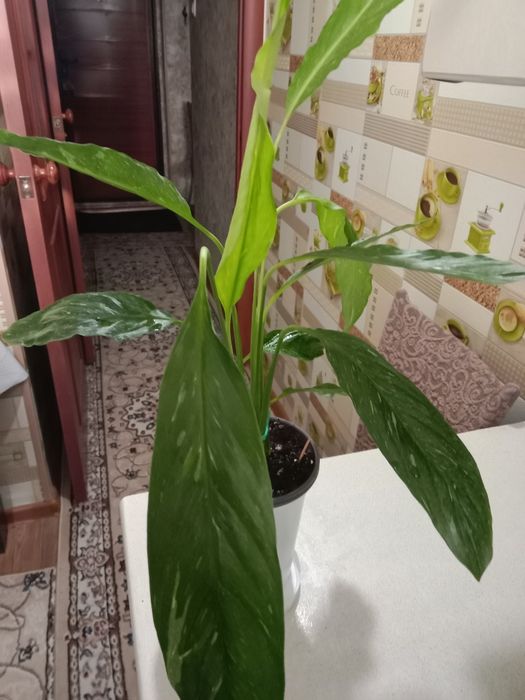 Женское счастье вариегатное