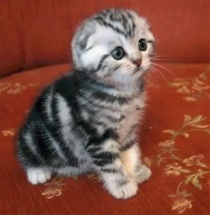 Шотландские котята