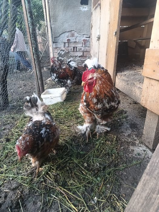 Cocoși brahma porțelan de vanzare