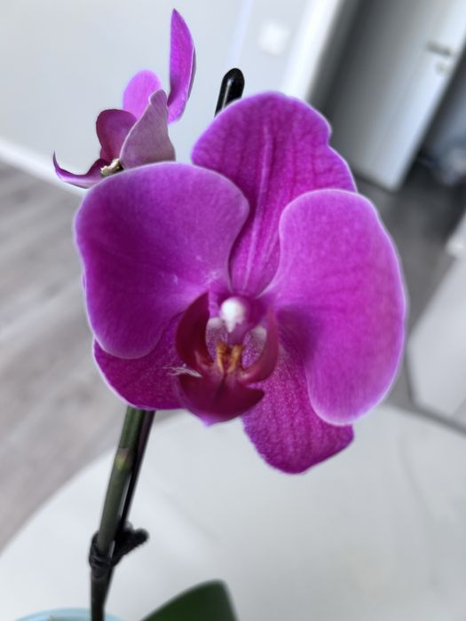 Продам фаленопсис орхидея
