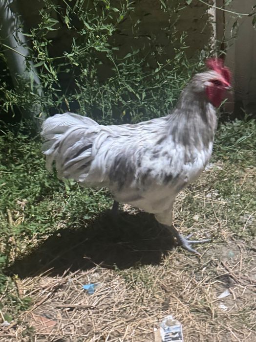 Cocoși Australop și alte rase