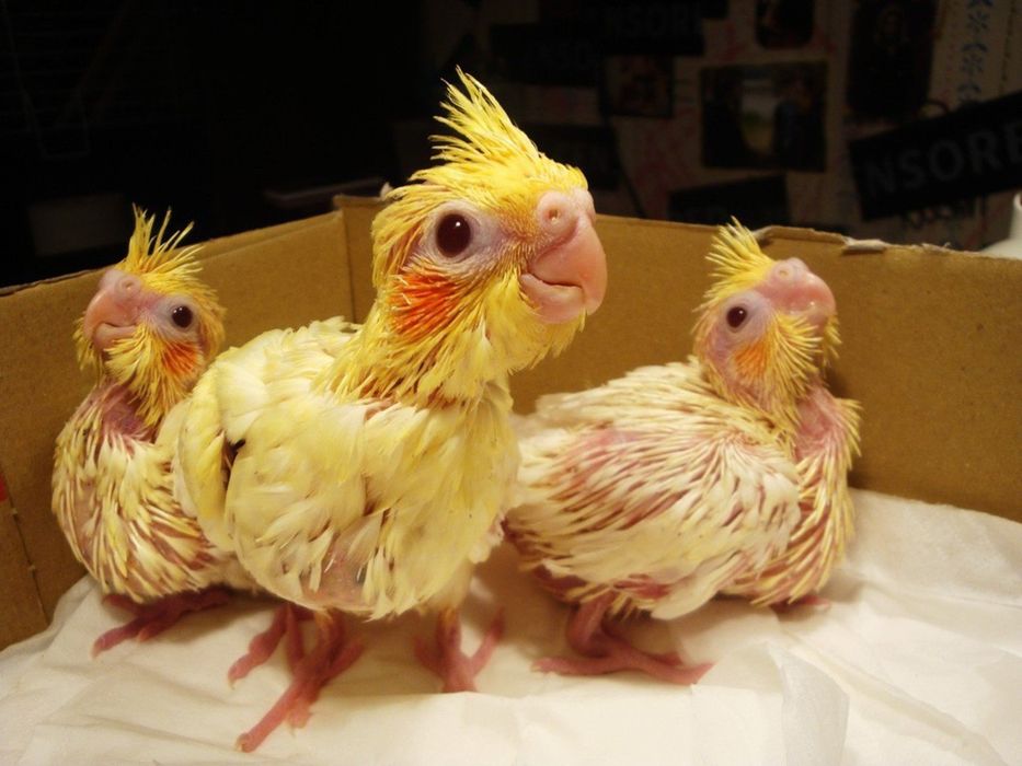 Продам папугаев корелла