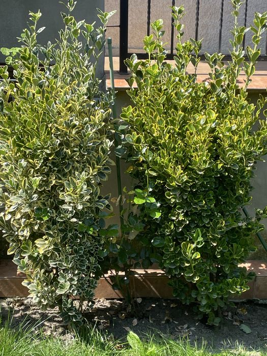 Gard viu ‘ienupăr chinezesc , Euonymus japonicus