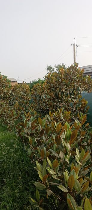 Магнолия гладифлора Италиянский