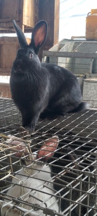 Yevro kalif quyonla sotiladi 200.00 min kelishamiz