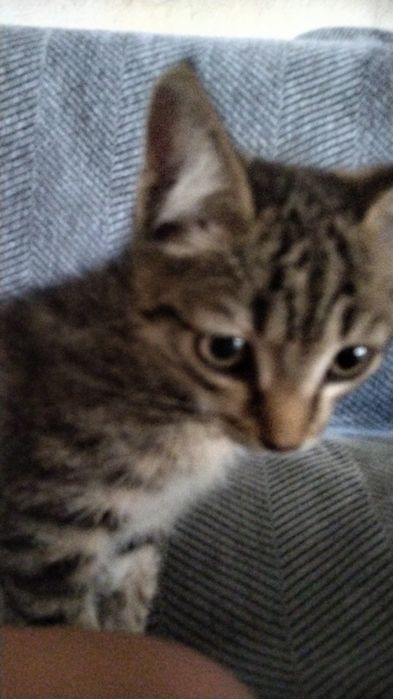 Отдам котенка в добрые руки