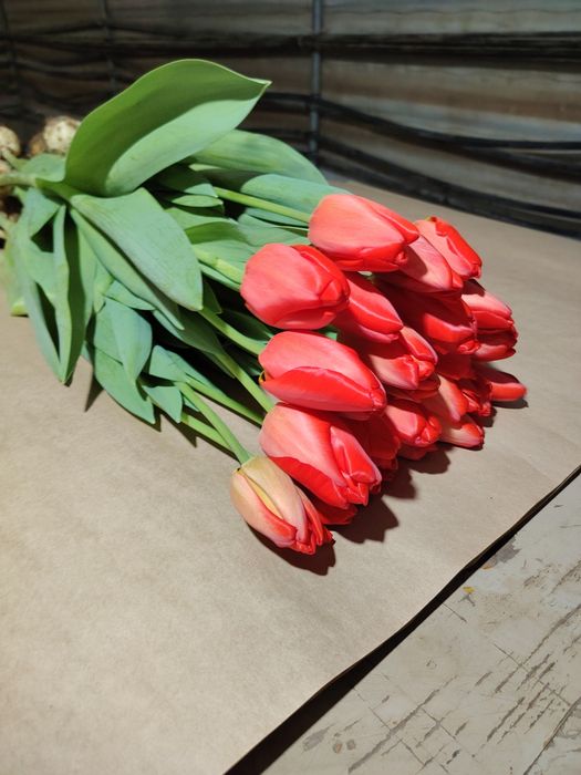 Тюльпаны из теплицы без посредников!