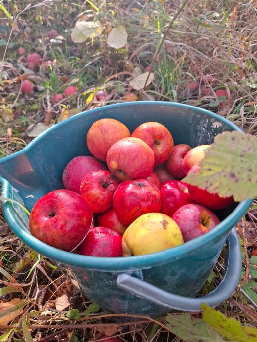 Mere.Aronia congelata.Suc aronia.Pomi:Nuci.Aluni.Ciresi.Meri.Visin.Soc