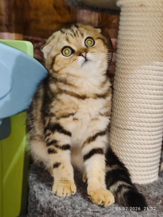 Продается Скоттиш фолд ДЕВОЧКА