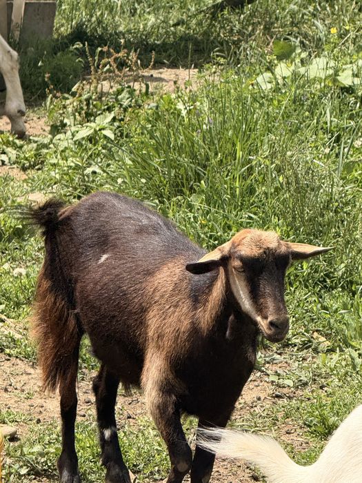 Capre de vanzare