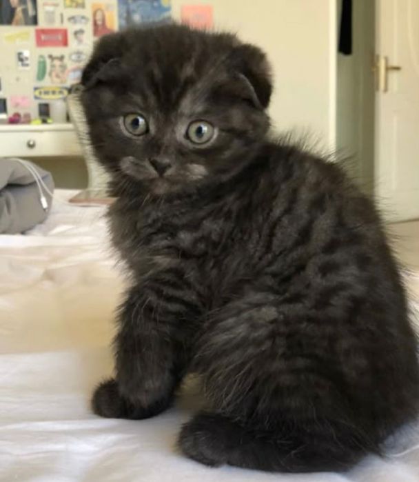 Шотладско вислоухие котята