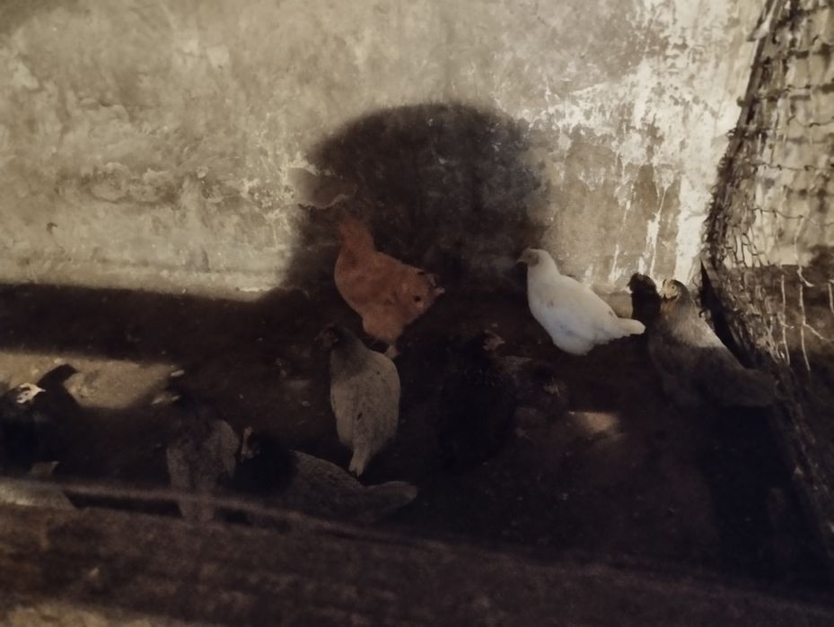 Дамашний куры,и один петух