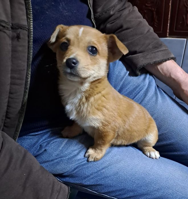 Donez caini metiși pechinez