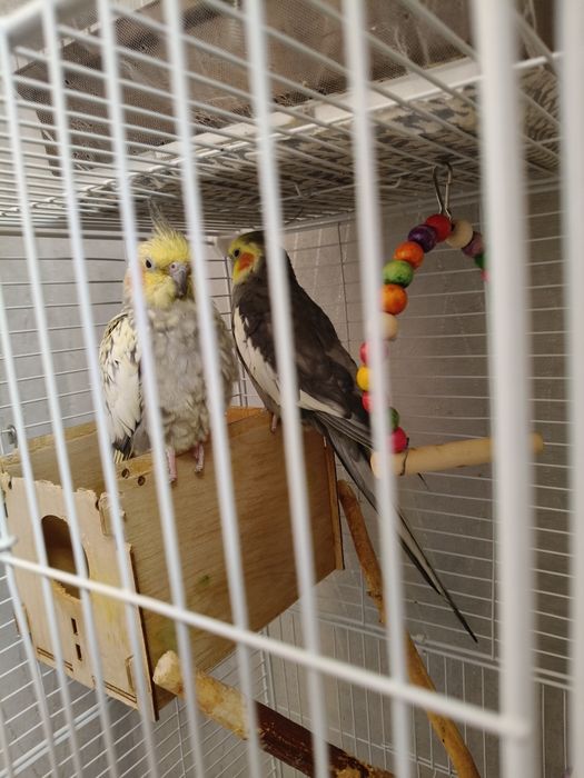 Продам попугаев Карелло. Месте с клеткой