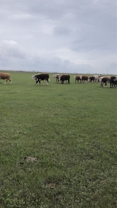 Бұқалар сатылады