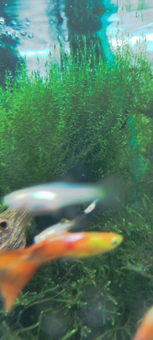 Мох аквариумный стринг