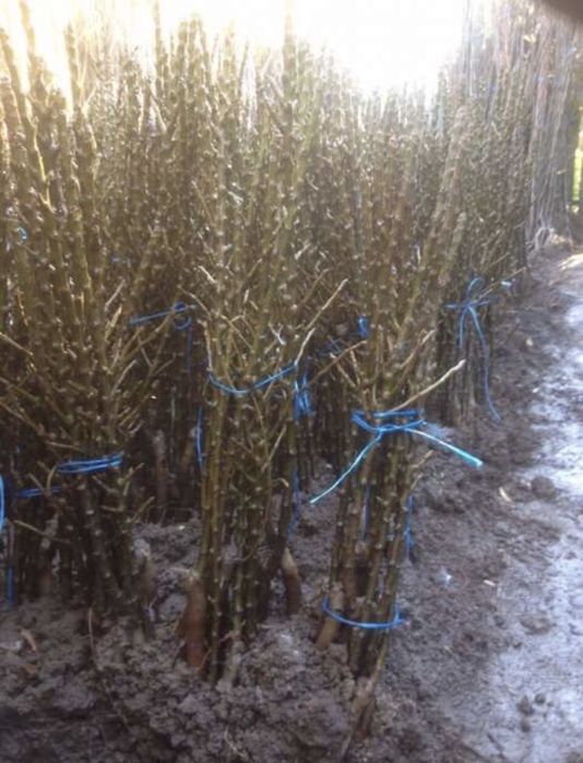 Vand pomi columnari diferite soiuri