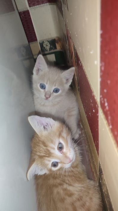 Отдам котят в хорошие руки