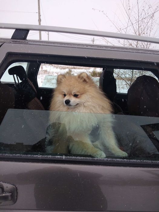 Немецкий шпиц на вязку